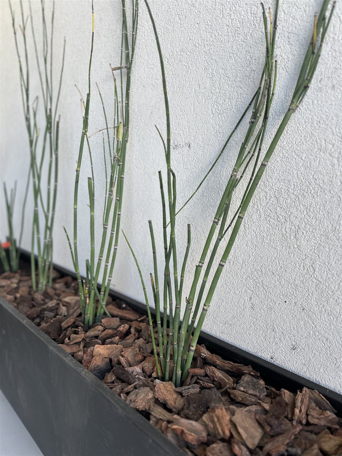 Equisetum